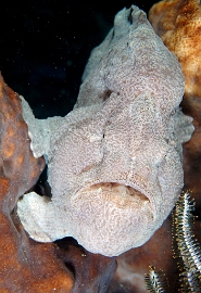 North Sulawesi-2018-DSC04739_rc- Giant frogfish - Antenaire geant - Antennarius commerson